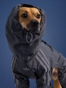 Adidas rozšiřuje kolekci pro zvířata. Toto je podzimní móda pro domácí mazlíčky