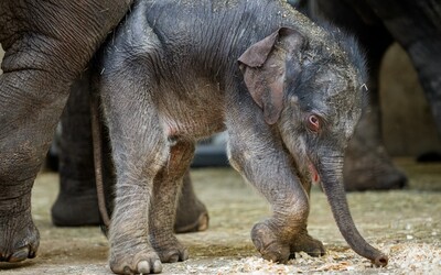 Adoptuj si mláďata, která přišla během karantény na svět, vyzývá Zoo Praha