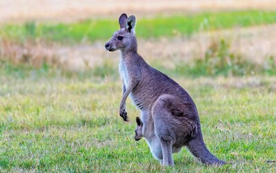 Agresívna kengura mala v Austrálii napadnúť troch ľudí a ničiť záhrady