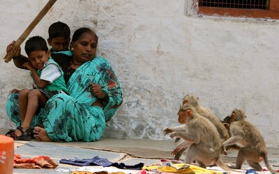 Agresívny gang opíc zabil v Indii malého chlapca, šteniatka hádzali z výšky na zem