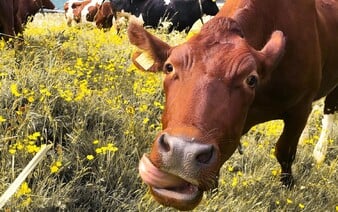 Ak prechádzaš obcou Baka, tvoje auto musia povinne vydezinfikovať. Ide o preventívne opatrenie