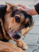 Ako sa darí zvieratám v bratislavskom útulku? Pandémia zvýšila počet adopcií, no desiatky psíkov strávia Vianoce bez rodiny