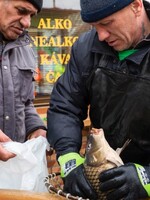 Ako sa z kapra stala vianočná tradícia, ktorá dnes rozdeľuje spoločnosť: Pre niekoho týranie zvierat, pre iných vianočný must have