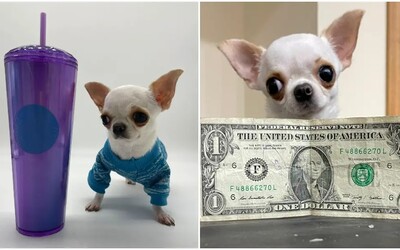 Akorát do kapsy. Čivava Pearl je nejmenší pes na světě, je dlouhá jako dolarová bankovka 