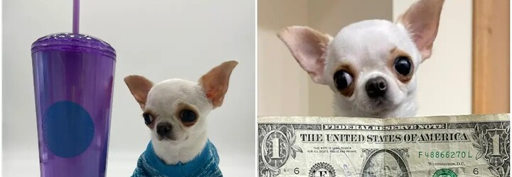 Akorát do kapsy. Čivava Pearl je nejmenší pes na světě, je dlouhá jako dolarová bankovka 