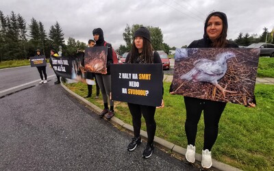 Aktivisté bojující za práva zvířat se přivázali ke vchodu do Babišových jatek v Mirovicích