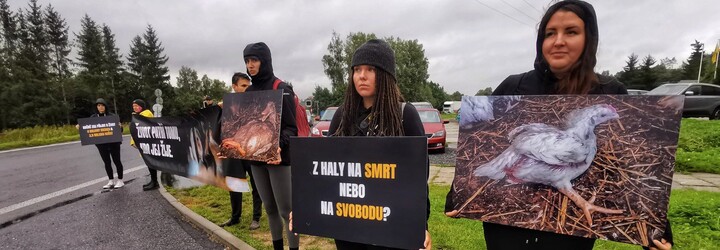 Aktivisté bojující za práva zvířat se přivázali ke vchodu do Babišových jatek v Mirovicích