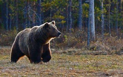 Aktuálna situácia s medveďmi na Slovensku: počas veľkonočných sviatkov riešil zásahový tím takmer 40 hlásení