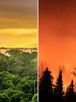Amazonský dažďový prales začal tvoriť viac emisií CO2, než ich absorbuje. Môže za to najmä vypaľovanie