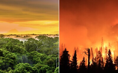 Amazonský dažďový prales začal tvoriť viac emisií CO2, než ich absorbuje. Môže za to najmä vypaľovanie