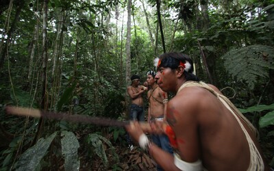 Amazonský prales se v důsledku klimatické krize a těžby mění v savanu