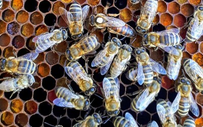 Američanka vypustila na policisty včely z úlu. Protestovala proti nucenému vystěhování souseda