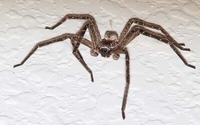 Austrálčan zúfalo vrieskal na pavúka, nech zomrie. Ľudia privolali policajtov, lebo sa báli, že niekoho vraždí