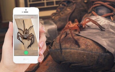 Australané dostanou Shazam pro hady a pavouky. Mobilní aplikace odhalí, zda tě konkrétní druh dokáže zabít