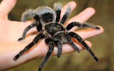 Austrálčania predávajú desivo nechutné pavúky na internete. Najhoršie beštie môžu byť tvoje za stovky eur