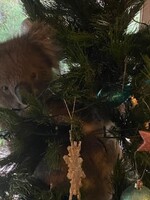 Austrálčanku doma prekvapila neobvyklá návšteva: Na jej vianočnom stromčeku visela koala