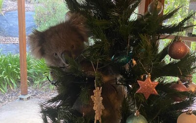 Australanku doma překvapila neobvyklá návštěva: Na jejím vánočním stromku visela koala