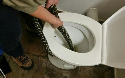Australanku na záchodě kousla 1,5metrová krajta. Schovávala se v míse před extrémními teplotami