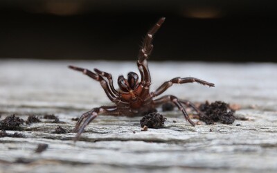 Austrálii hrozí invaze smrtelně nebezpečných pavouků. Jejich jed může člověka zabít do 15 minut