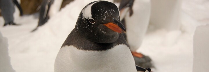 Australské akvárium se pochlubilo dvěma páry gay tučňáků. „Víme, že budou skvělými pěstouny, když to bude třeba,“ píší chovatelé