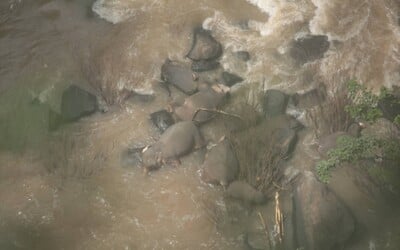 11 slonů zahynulo v národním parku v Thajsku. Snažili se zachránit mládě, které spadlo z vodopádu, čekal je ale stejný osud