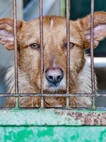 Až osm let natvrdo za týrání zvířat či provozování množíren. Český parlament posunul novelu zákona