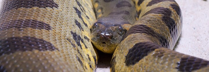Během natáčení s Willem Smithem našli největšího hada na světě. Hlavu má prý velkou skoro jako člověk