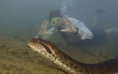 Během natáčení s Willem Smithem našli největšího hada na světě. Hlavu má prý velkou skoro jako člověk