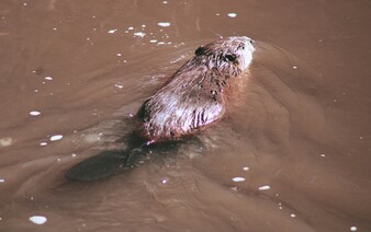 Bobři z Brd ušetřili státu miliony. Jejich dílo zaujalo i novináře z National Geographic
