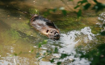 Bobry ušetrili Čechom milióny. Ich prírodná stavba zaujala aj novinárov z National Geographic