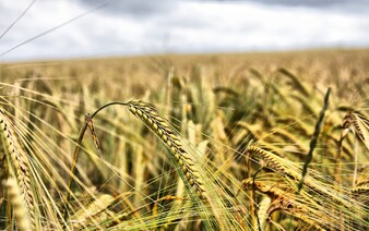 Bojíš se mouky plné pesticidů? České ministerstvo vyvrací hoaxy o obilí z Ukrajiny