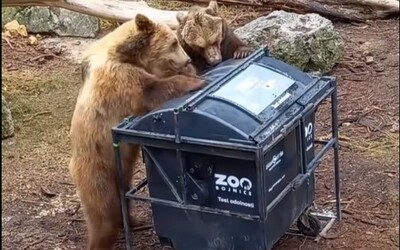 Bojnická ZOO zverejnila rozkošné video medveďov snažiacich sa dostať do koša. Pozrelo si ho vyše 2 milióny ľudí