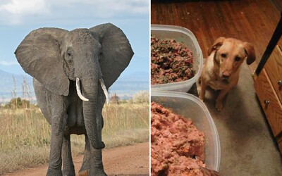 Botswana chce zabíjet slony a prodávat je i jako potravu pro psy. Místní jich mají plné zuby
