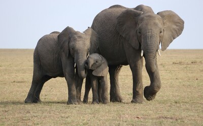 Botswana hrozí, že pošle 20 tisíc slonů do Německa. „To není vtip,“ prohlásil prezident africké země