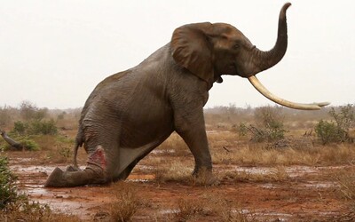 Botswana zrušila zákaz lovenia slonov