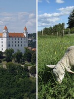 Bratislava vyženie za mesto ovce. Živé kosačky požerú trávu v chránenom území