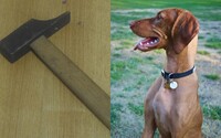 Bratislavčan zabil svojho psa tesárskym kladivom. Nechal ho umierať v bolestiach, teraz mu hrozí pobyt za mrežami