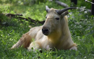 Bratislavská ZOO sa rozrastie o nový zvierací druh. Vzhľadom pripomína kríženca losa, jeleňa, kozy, antilopy, zubra a medveďa