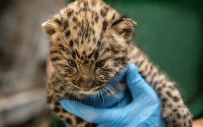 Bratislavskú zoo dnes uzavreli predčasne, údajne sa hľadá leopardie mláďa