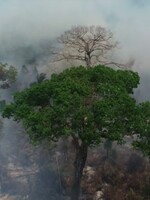 Brazílie odmítla 22 milionů od G7 na záchranu amazonských pralesů: Neumíte se postarat ani o Notre Dame