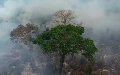 Brazílie odmítla 22 milionů od G7 na záchranu amazonských pralesů: Neumíte se postarat ani o Notre Dame