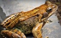 Brazílske žaby sa bránia ultrazvukom. Vedci na to prišli pri pokuse o ich odfotenie