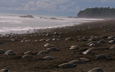 Brazilskou pláž ovládly stovky želv. Unikátní přírodní úkaz nastal díky koronaviru
