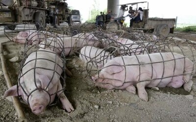 Britská vláda zabila 50 000 zvierat testovaním výbušnin. Unikli tajné dokumenty za posledných 7 rokov