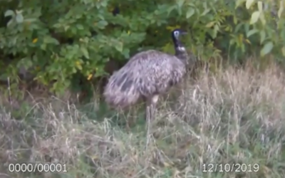 Brněnští policisté týden naháněli uprchlého ptáka emu. Utíkal po vodě i mezi projíždějícími auty