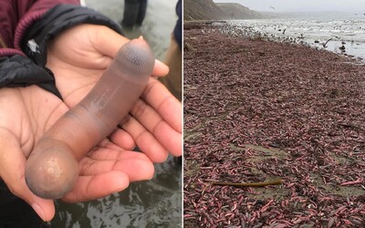 Búrka vyplavila na pobrežie tisícky morských živočíchov, ktoré pripomínajú mužský pohlavný orgán