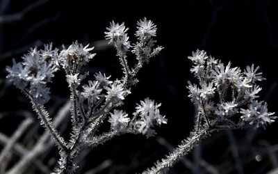 ČHMÚ varuje před mrazem, který může poškodit vegetaci. Podívej se, jak tomu zabránit