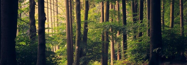 COP26: Státy se dohodly na konci odlesňování do roku 2030