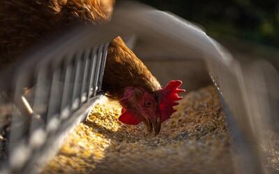 Cena vajec půjde zřejmě nahoru, velkochovy kosí ptačí chřipka