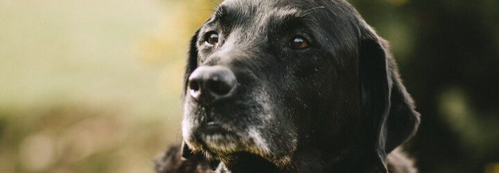 Černí psi zůstávají v útulcích nejdéle. Mohou za to předsudky, lidé se bojí smrti a zkázy